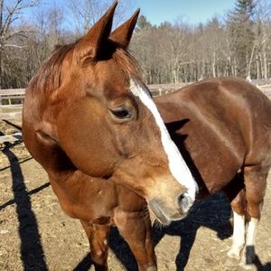 Meet your Posher, Carol